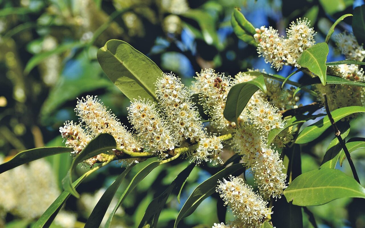 Portugese laurier leivorm kopen