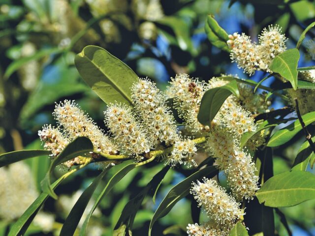 Portugese laurier leivorm kopen